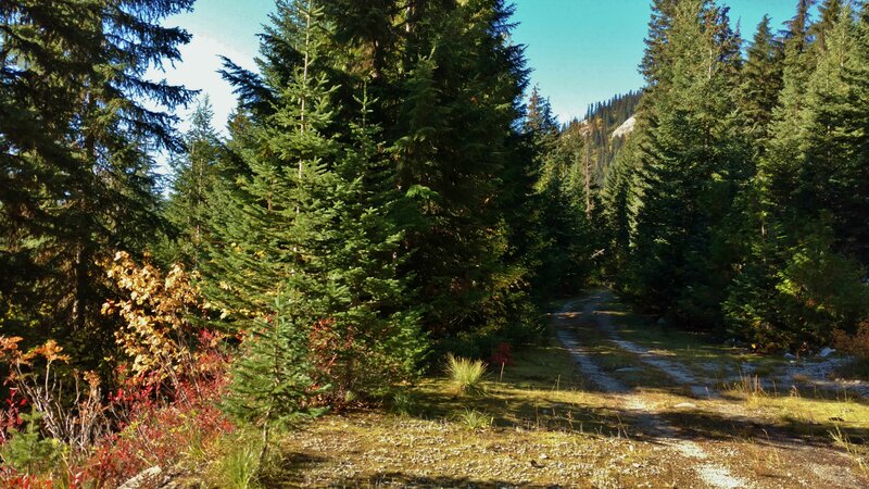 Chimney Rock Trail starts out on an old forest road, amid beautiful firs and some colorful fall foliage.