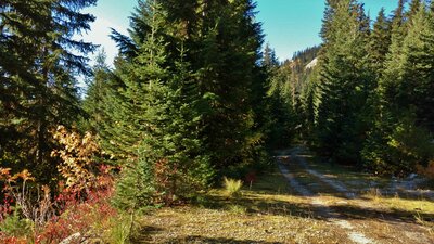 Chimney Rock Trail starts out on an old forest road, amid beautiful firs and some colorful fall foliage.