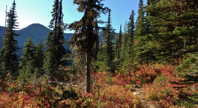 Fall colors amid the green conifer forest in northern Idaho's mountains, along Chimney Rock Trail.