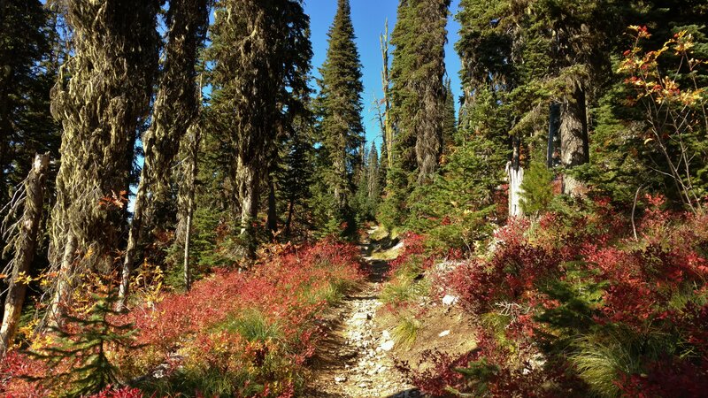 Climbing up the trail, bright reds of fall are a contrast to the ever green conifers.