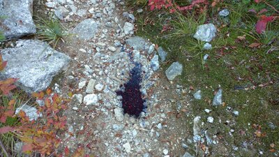 Bear poop. Few minutes later, rustling in the bushes. Saw bear loping away. Bear stopped, turned, got up on his back legs, looked at me. I looked at Bear. Both of us turned and left, away from each other. Me yelling "Hey Bear" down the trail. Black bear.