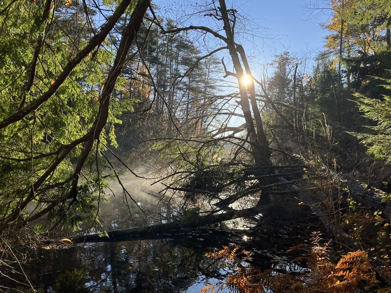 Sunlight through the fallen trees.