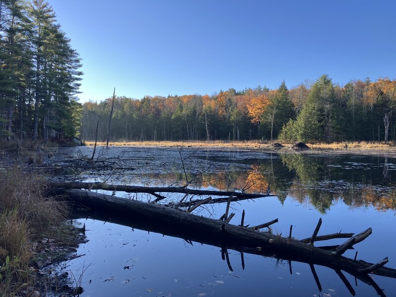 View of the beaver pond.