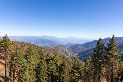 Finally in pine forest looking back east.