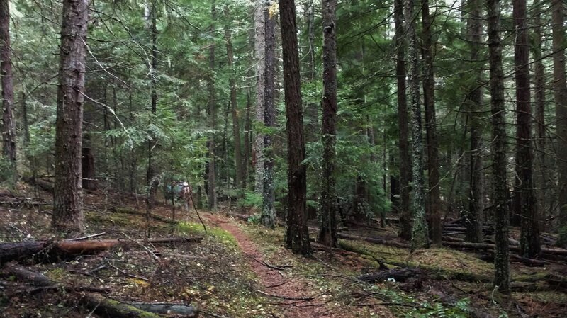 Trail #257 South winding through the forested Pleasant Creek valley bottom, near the Trail #227 junction.