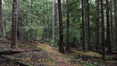 Trail #257 South winding through the forested Pleasant Creek valley bottom, near the Trail #227 junction.