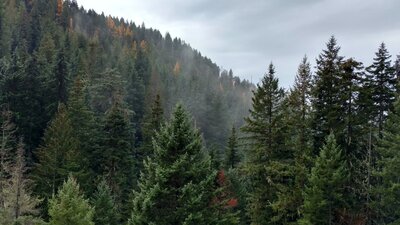 The clouds hang low in these deep, densely forested valleys.