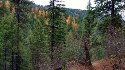 The bright yellow larches stand out amidst the dark green conifers of the Coeur d'Alene Mountains, in mid November.