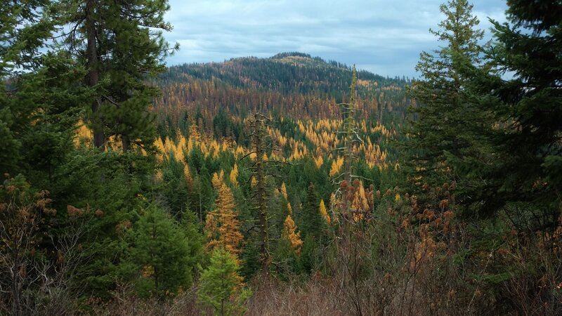 The larches light up the valleys and ridges of the Coeur d'Alene Mountains in mid November.
