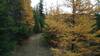 The forest closes in here. Dark green conifers and bright yellow larches with their soft needles, soon to be dropped as the snows begin to fall.