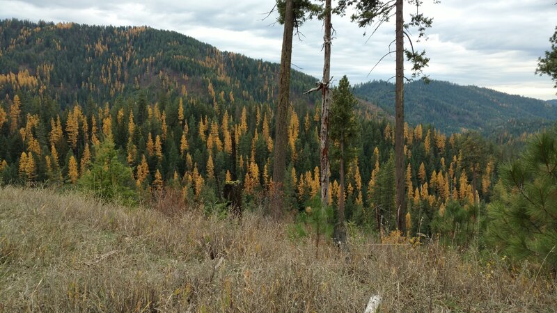 A mosaic of bright yellow larches and dark green conifers on a nearby ridge. Seen from high on the closed FSR 453B.