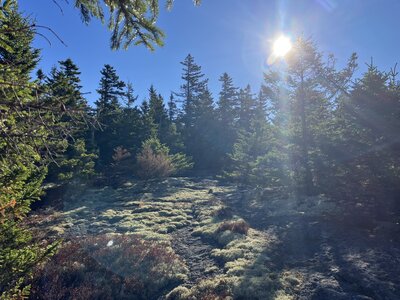 Sunlight over the mossy top.