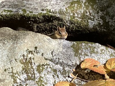 A fluffy little Chipmunk.