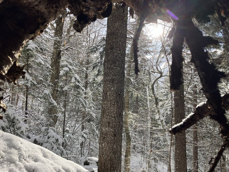 Sunlight through a window of roots.