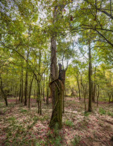 Trees along the trail.