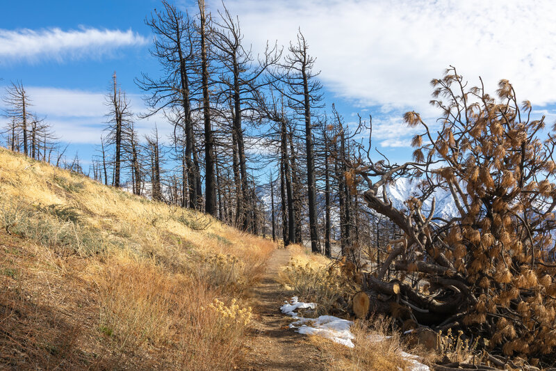 Remnants of the 2024 Bridge Fire