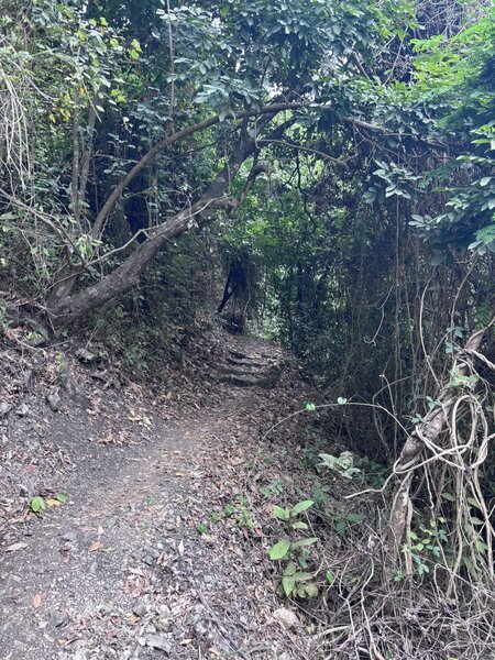 Trail during the dry season.