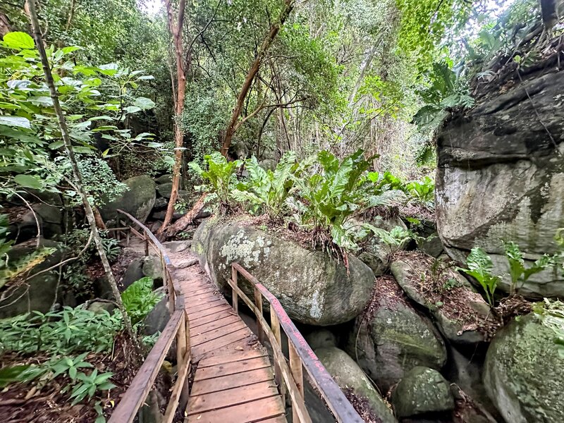 Raised trail through boulder-filled rain forest.