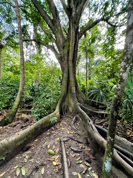 One of the many massive trees along the trail.