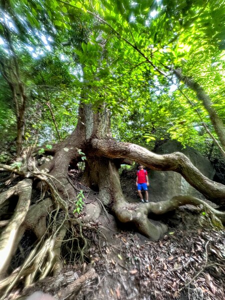 Exposed tree roots dwarfing a hiker.