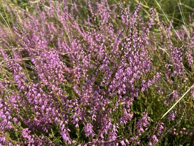 The field edges are lined with Heather.