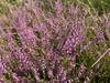 The field edges are lined with Heather.