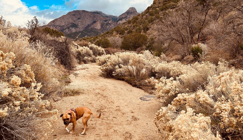 Looking up at the Shield and the Needle from the canyon.