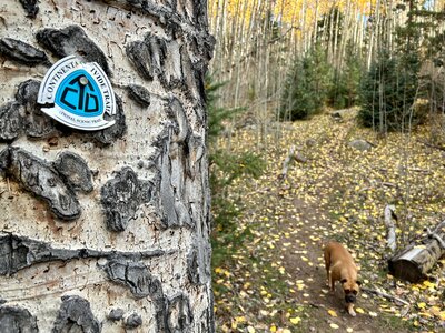 Trail sign on an aspen tree in the fall