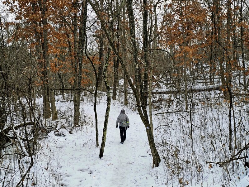 On the Woodland Trail near the 300 Campground.