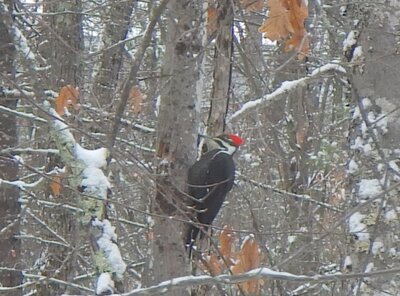 Pileated Woodpecker.