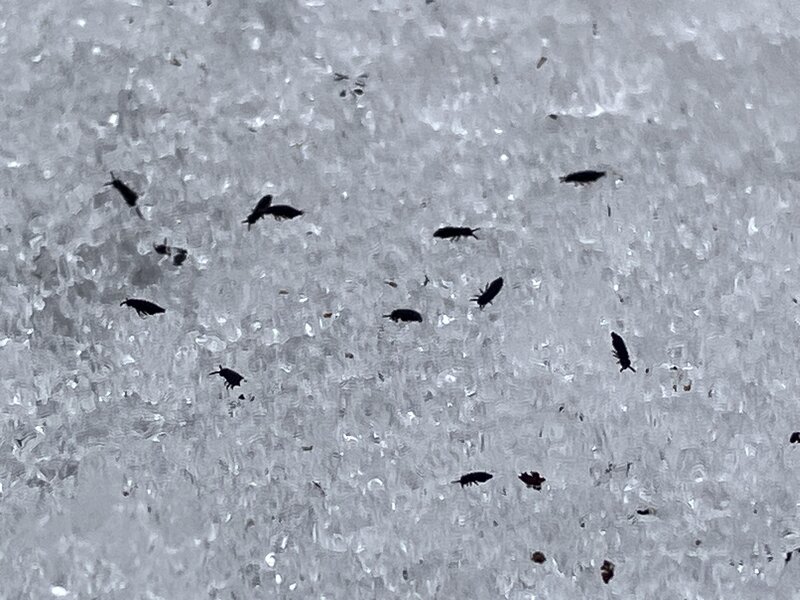 Snow Fleas in the snow.