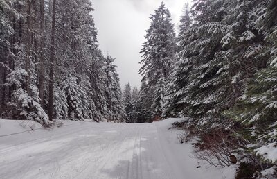 In the pretty forest on a snowy February day, at the top of Alpine's hill.