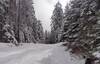 In the pretty forest on a snowy February day, at the top of Alpine's hill.