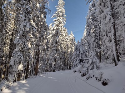 Larch trail on a sparkling late February morning.