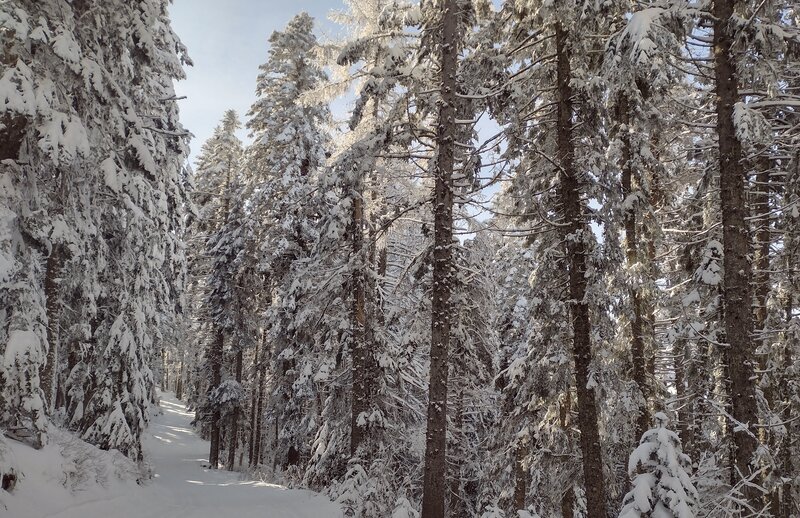Larch winds through the beautiful conifer forest, as it heads south.
