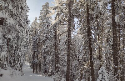 Larch winds through the beautiful conifer forest, as it heads south.