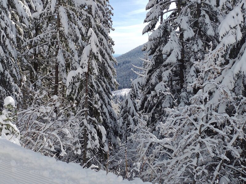 Nearby mountain seen through the trees along Quartz Mountain Loop.