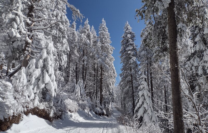 Silver is a really pretty trail, especially on a snowy, bluebird day.