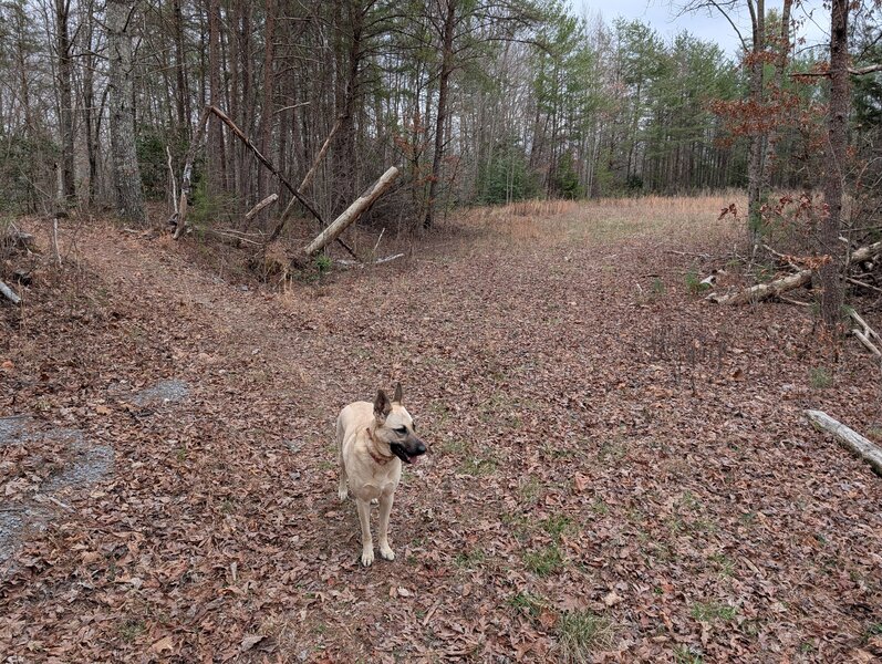 End of tail 128 where it meets forest service road.
