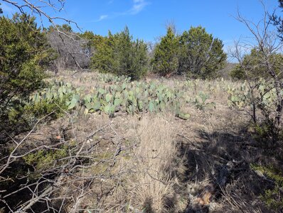 Cactus happily enjoying the Texas environment.