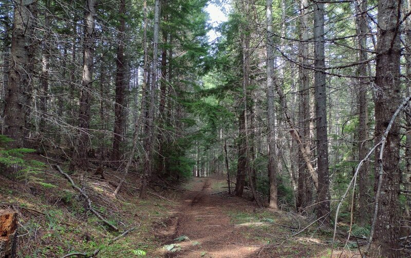 On the forested slopes of Quartz Mountain, Steep Creek Trail travels through the cedars, hemlocks, Douglas firs, ferns, and other beauty.