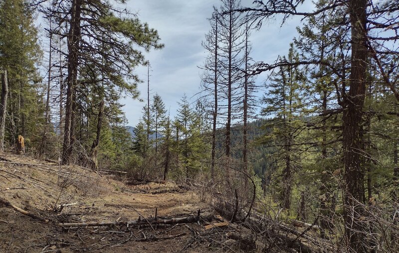 Unseen, Steep Creek is at the bottom of the nearby valley on the right and ahead, seen from high on Steep Creek Trail. Northern slopes of Peewee Peak are seen on the far side of this creek valley.