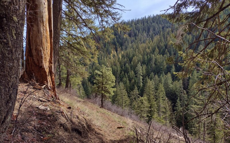 Steep hillsides, deep valleys, and big trees all make for a great hike on Steep Creek Trail.  Steep Creek is at the bottom of the valley below.
