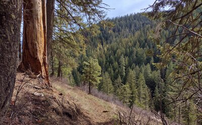 Steep hillsides, deep valleys, and big trees all make for a great hike on Steep Creek Trail.  Steep Creek is at the bottom of the valley below.