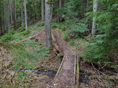 The trail crosses Steep Creek in the lush forest of cedars, hemlocks, ferns, and other vegetation, at the valley bottom between Quartz Mountain and Peewee Peak.
