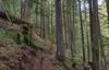 Beautiful cedar forest along the switchbacks climbing up out of the deep Steep Creek Valley on Quartz View Trail.