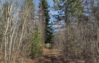 Early March, no leaves yet, but very welcome sunshine, blue skies, and evergreens, along this pretty trail corridor.