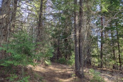 The pretty, mountain, mixed conifer forest typical of this area.  Seen along Pee Wee Trail.