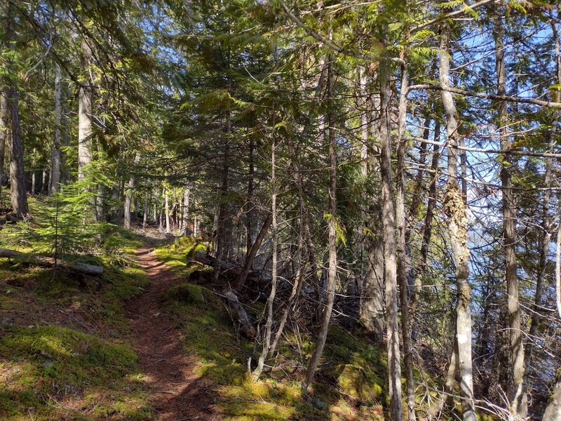 Pretty forest with Beach Trail wandering through it, next to Priest Lake, on a perfect late March day.