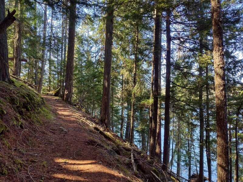 Beach Trail in the pretty, sunlit forest, with Priest Lake below.